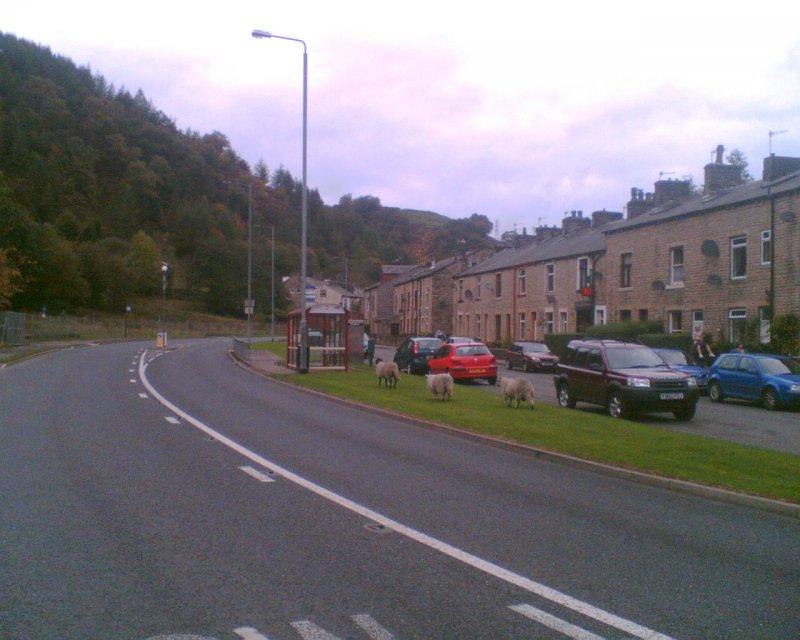 sheeps on the street