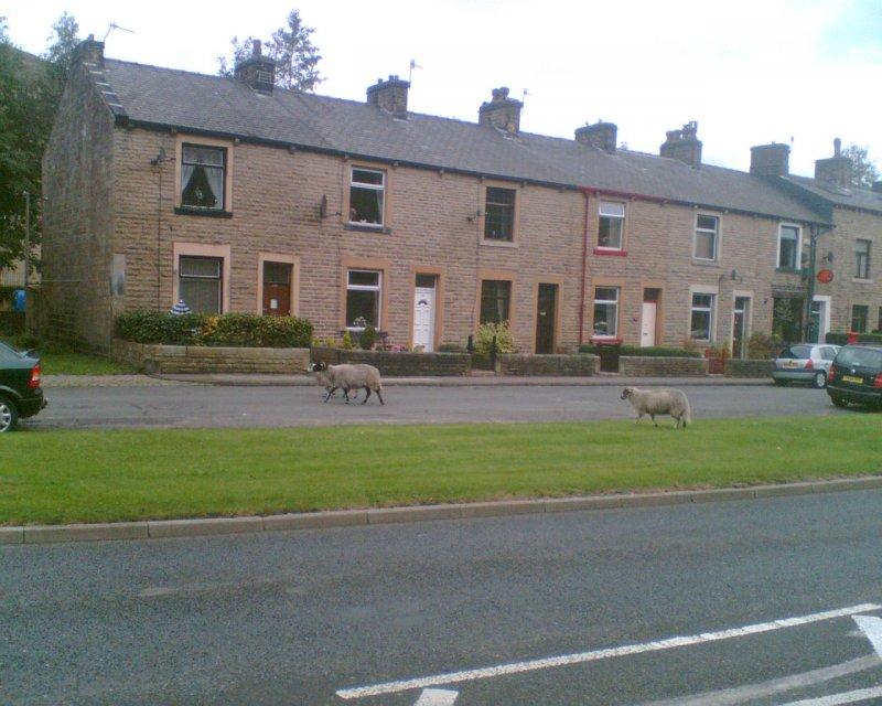 sheeps on the street