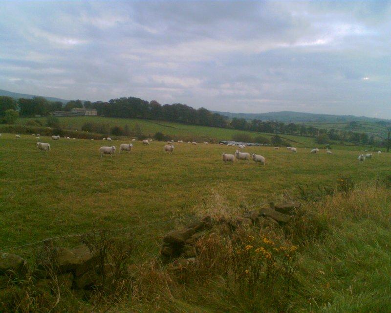 sheeps