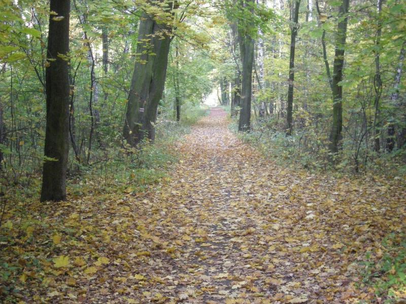 las, będzin, las grodzki
