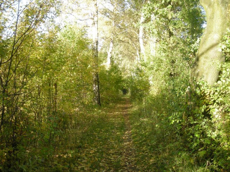 las, będzin