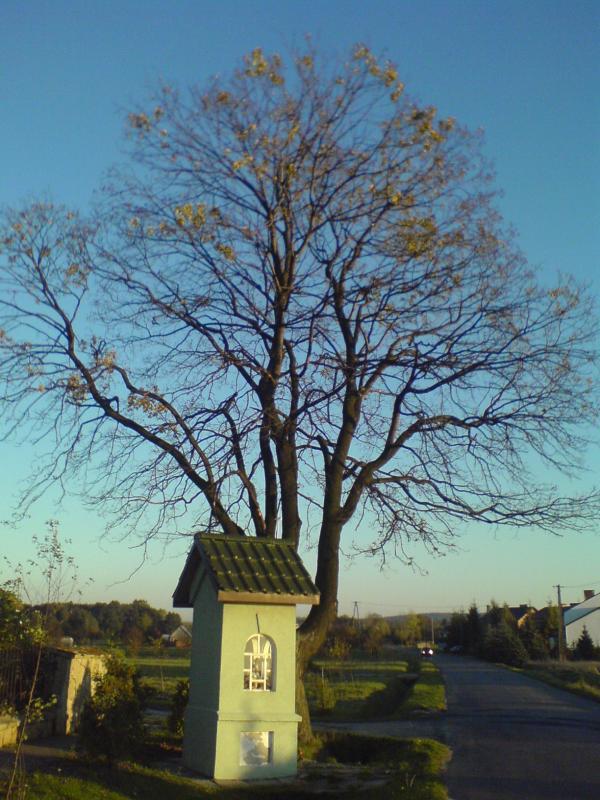 drzewo jesień