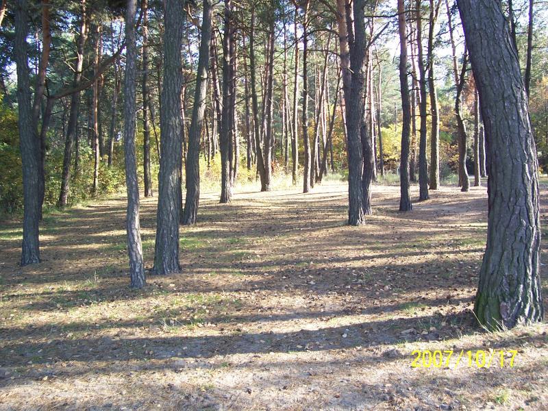 lesne sciezki