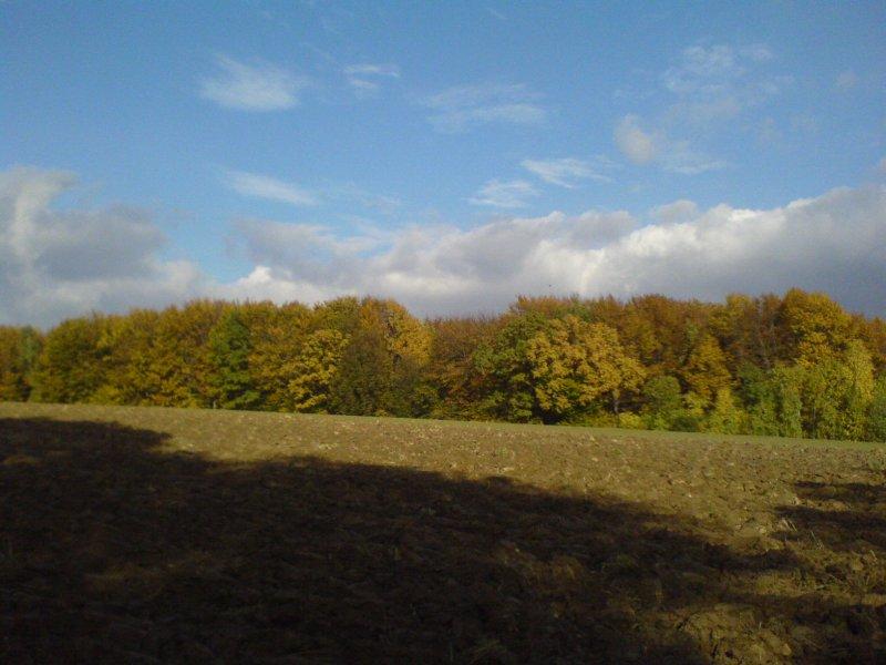las jesień