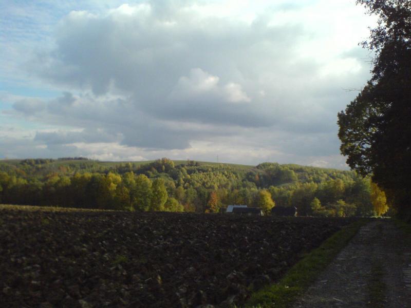 las jesień