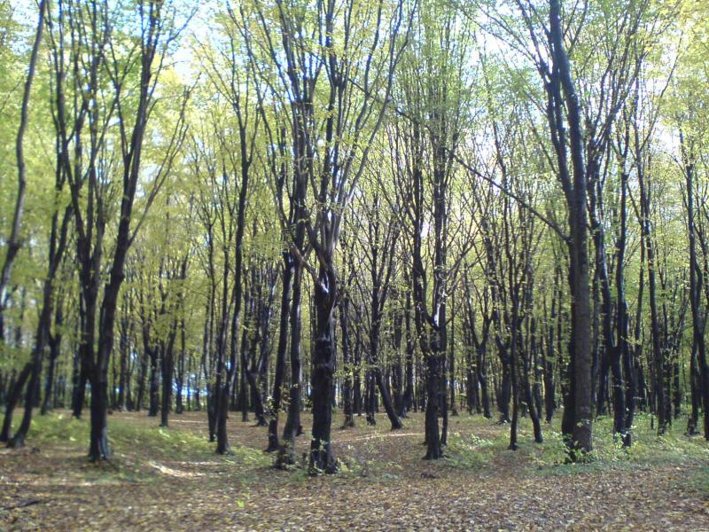 las jesień