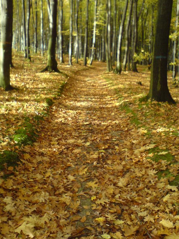 las jesień