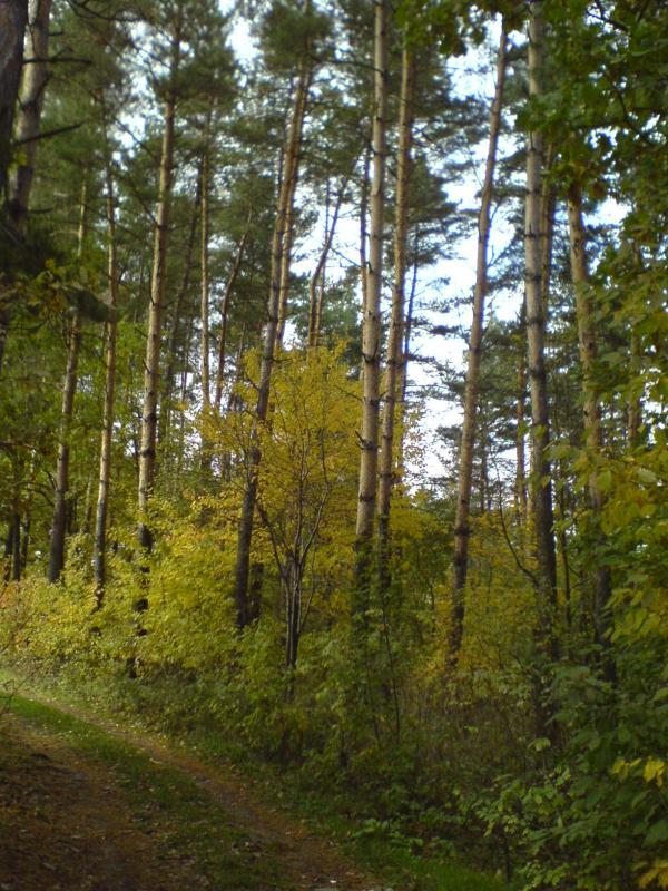 las jesień
