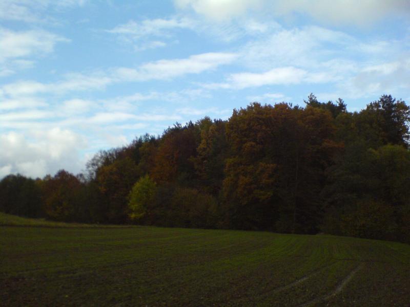 las jesień