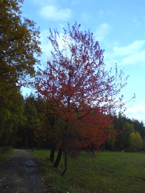 las jesień
