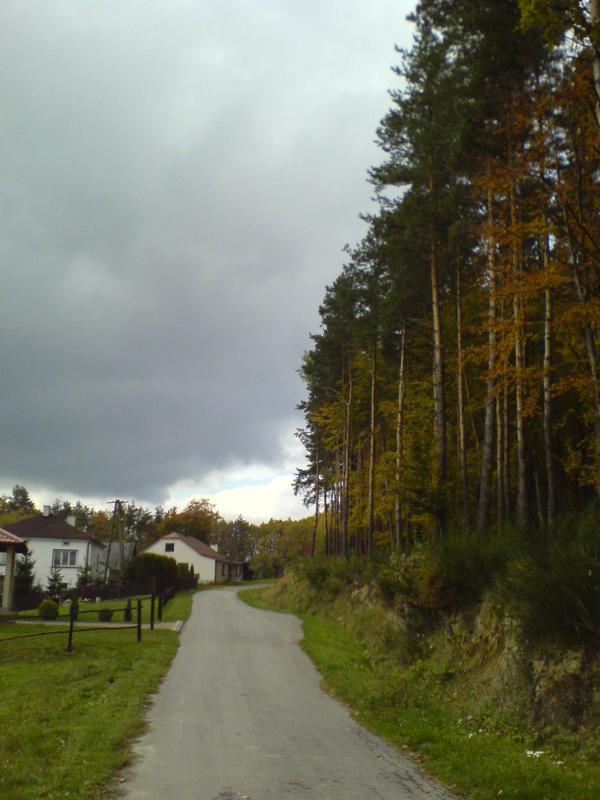 las jesień