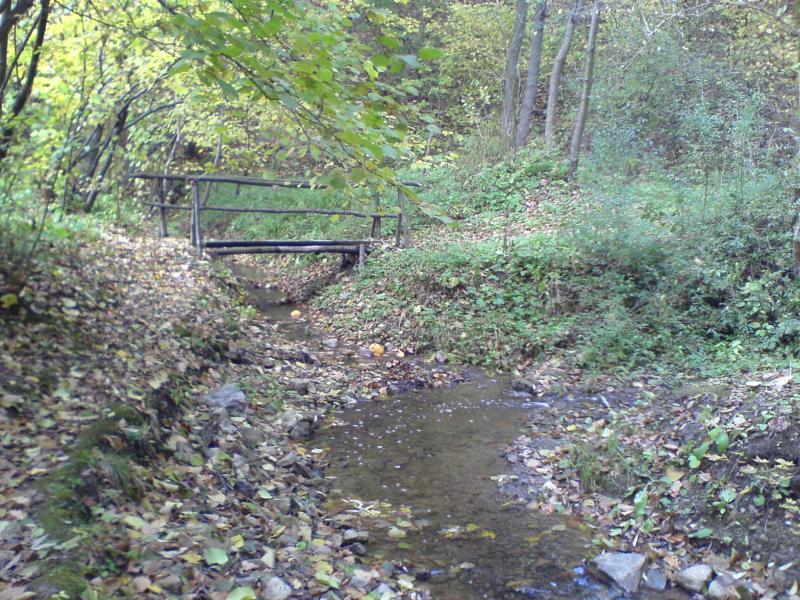 las jesień