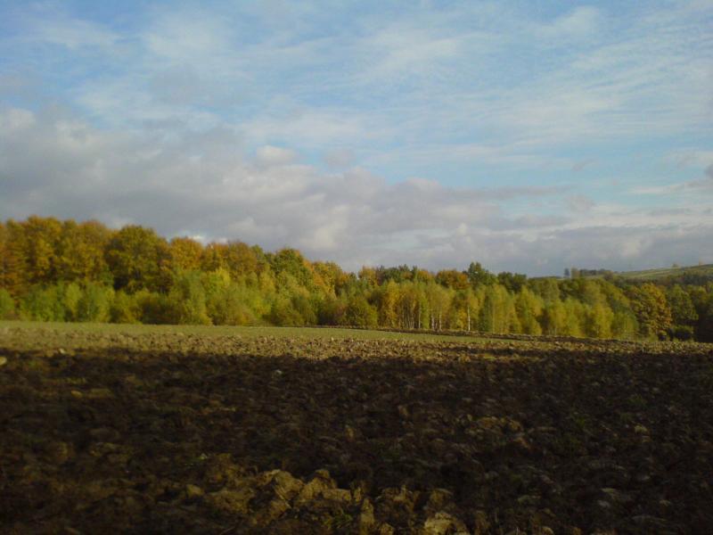 las jesień