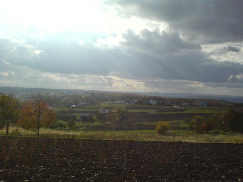 las jesień