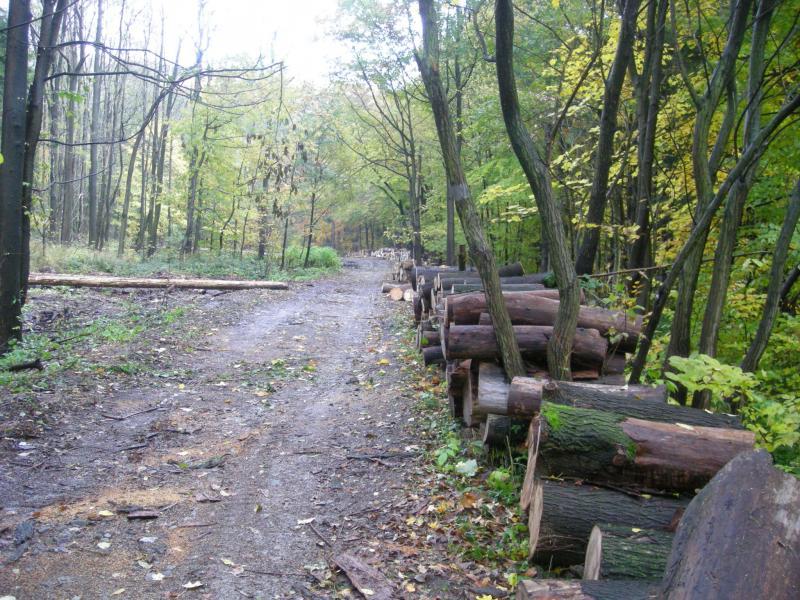 las, ustroń