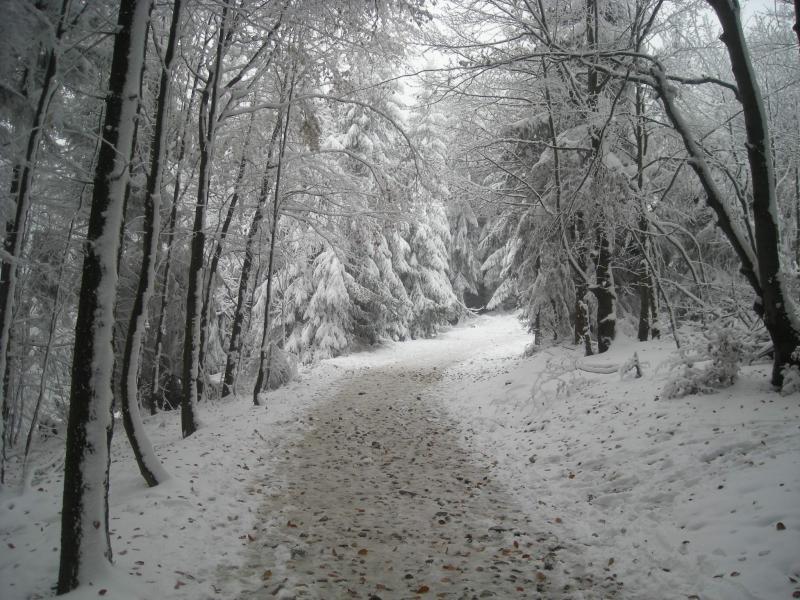 las, czantoria, zima