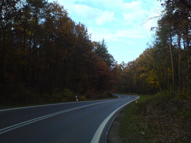 las jesień