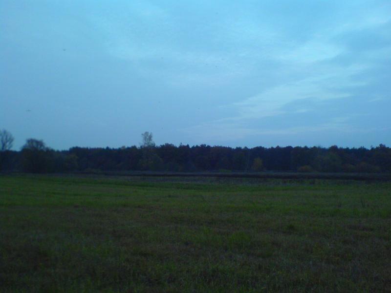 pola