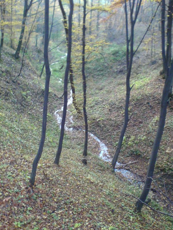 las jesień