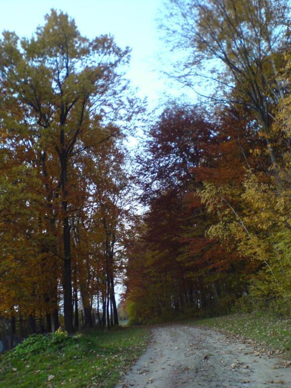 las jesień