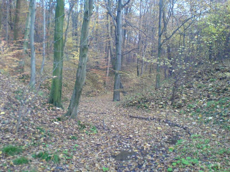 las jesień