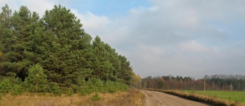 las, droga, mazury