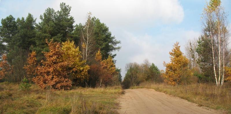 las, droga, mazury