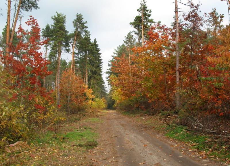 las, jesień