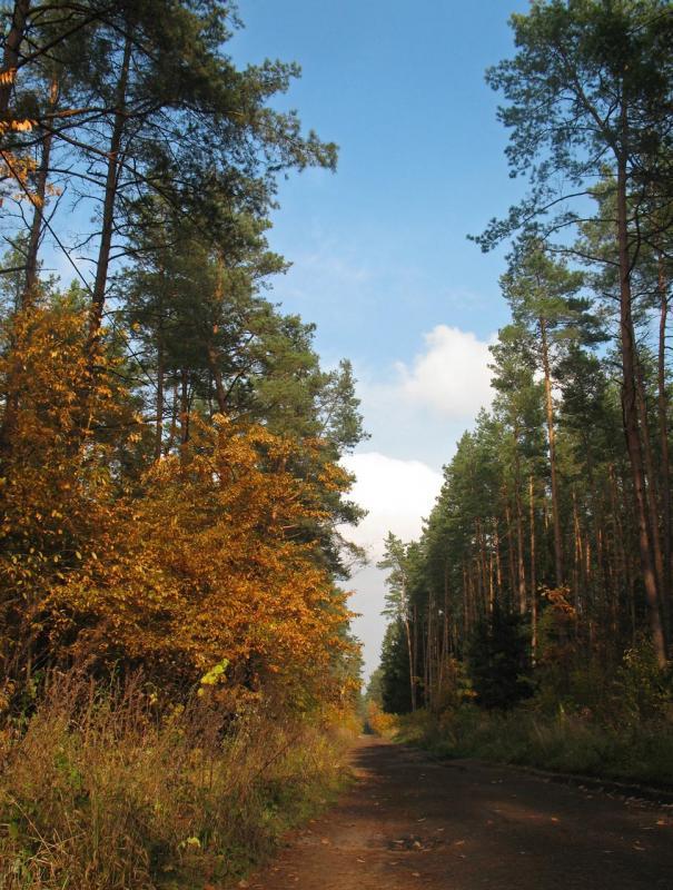 las, jesień