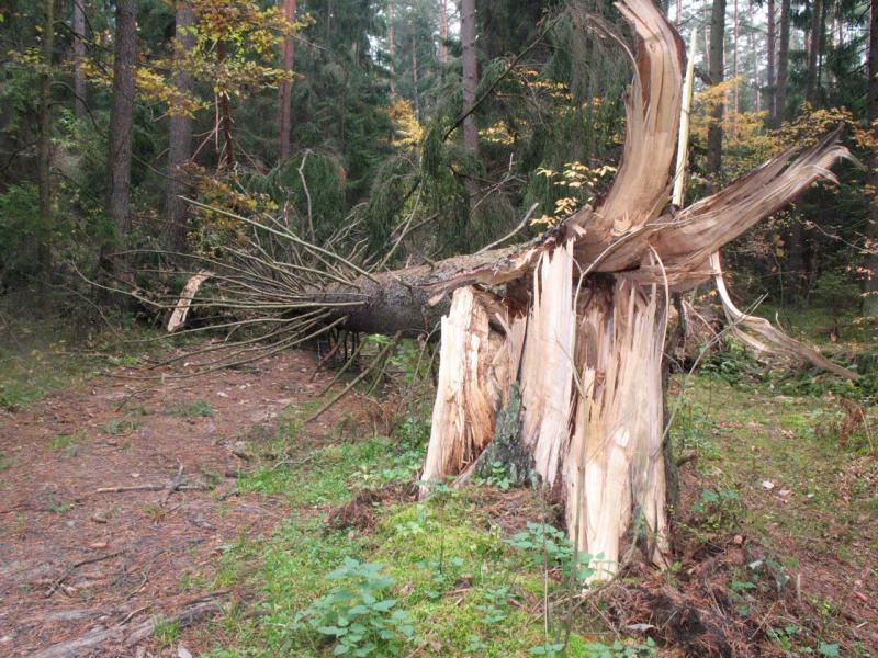 las, mazury
