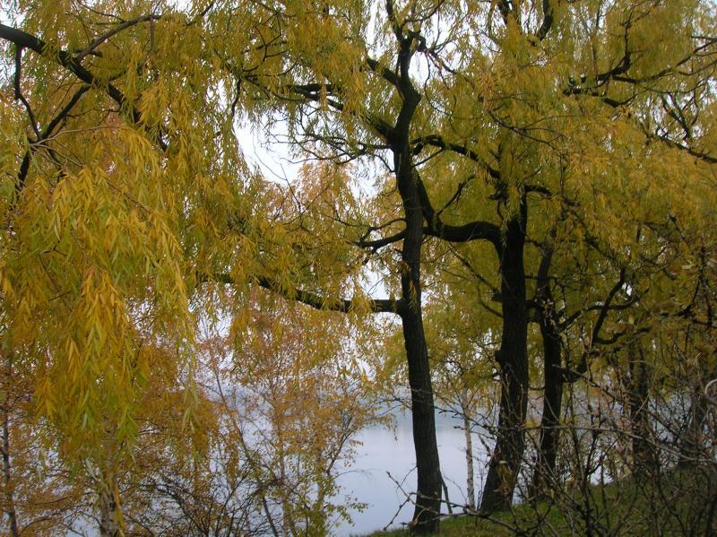stawiki