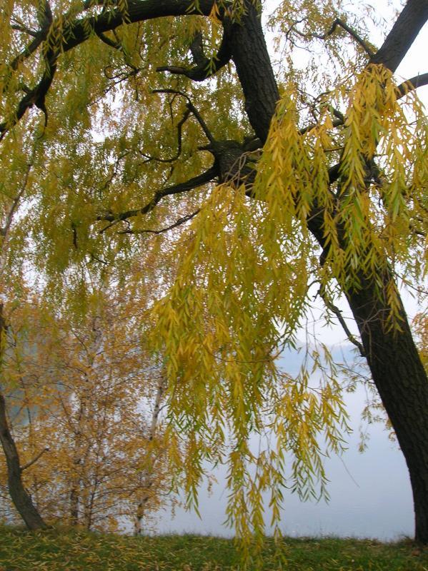 stawiki
