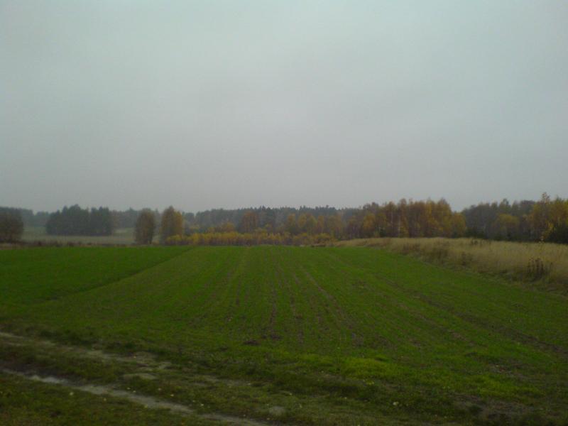 las jesień