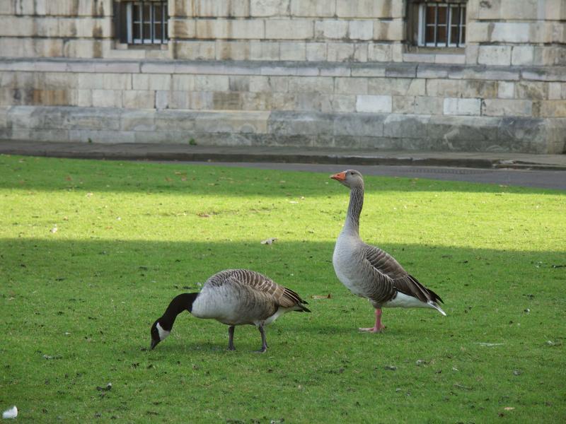 york