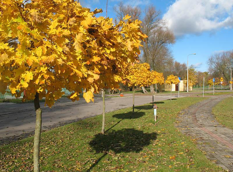 jesień, liść