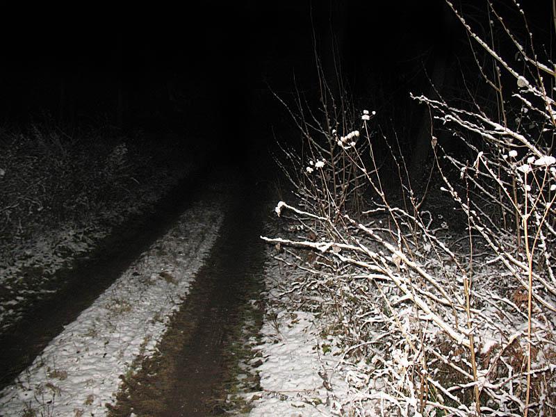 las, droga, śnieg, noc