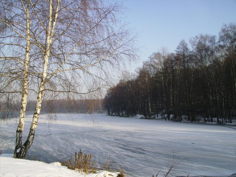 rogol, snieg, drzewko