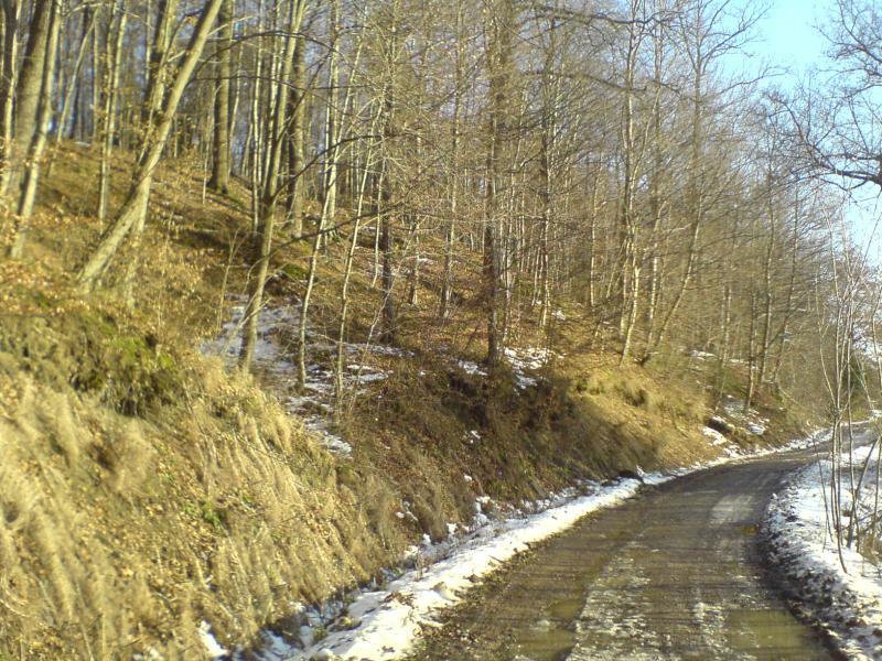las śnieg