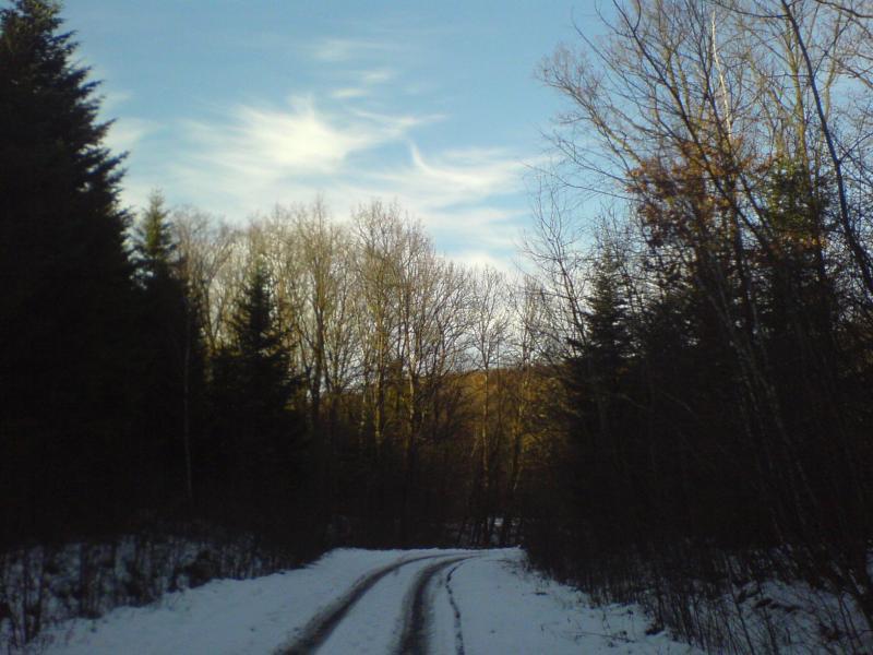 las śnieg