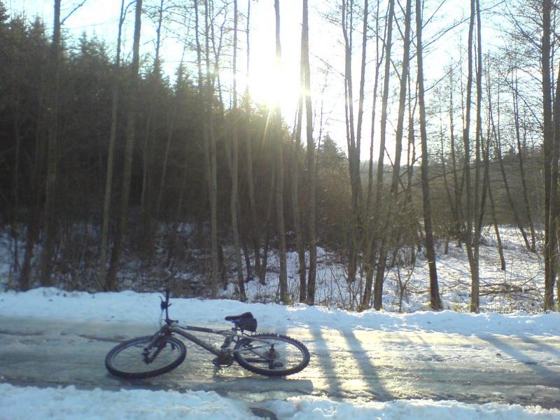 las śnieg