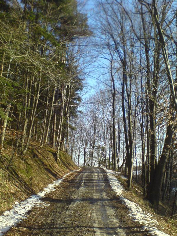 las śnieg
