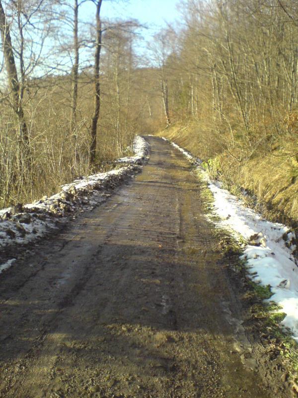 las śnieg