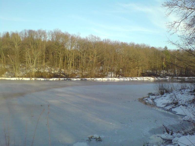 las śnieg