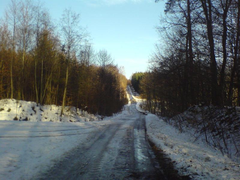 las śnieg