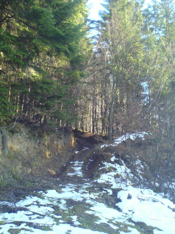 las śnieg