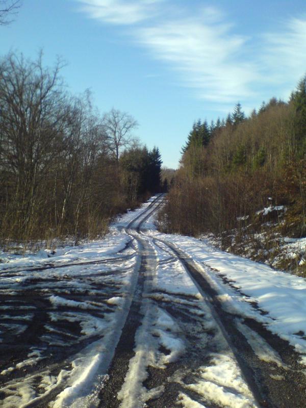 las śnieg