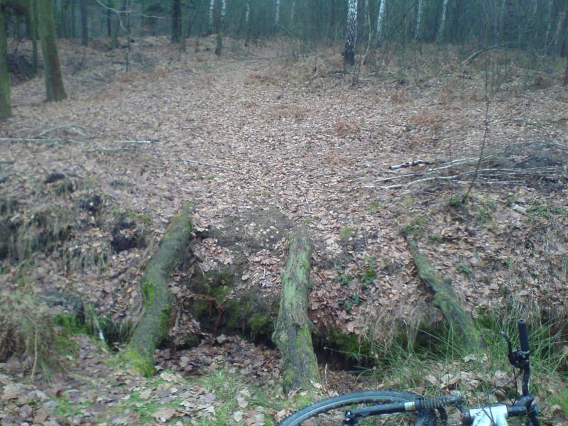 mostek w lesie