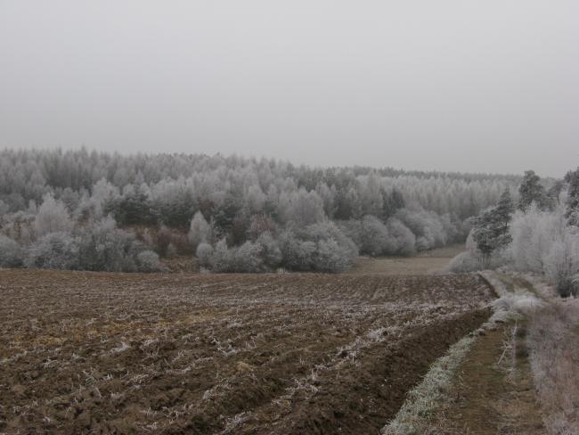las, zima, brzozówiec