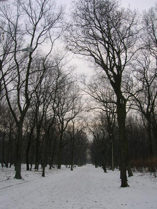 śnieg, park, zima