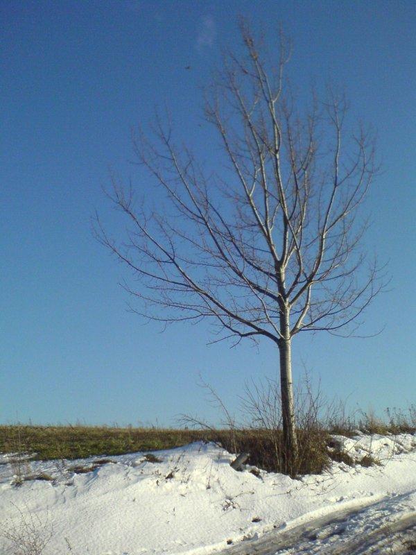 drzewo, śnieg, niebieskie niebo
